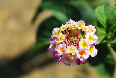 Close-up of flowering plant