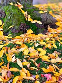 Close-up of yellow leaves on rock