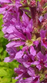 Close-up of fresh pink flowers blooming in garden