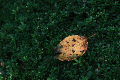 High angle view of butterfly on leaves