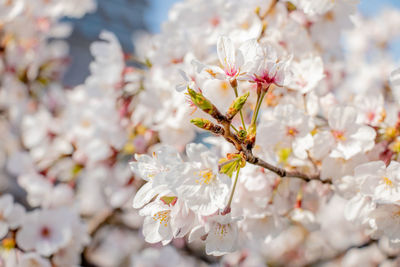 Close-up of cherry blossom