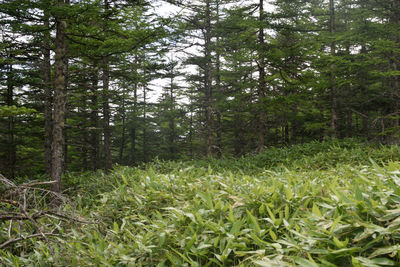 Scenic view of forest