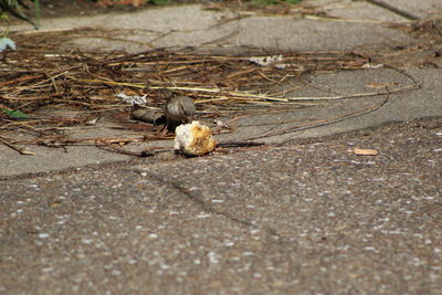 Close up of a ground