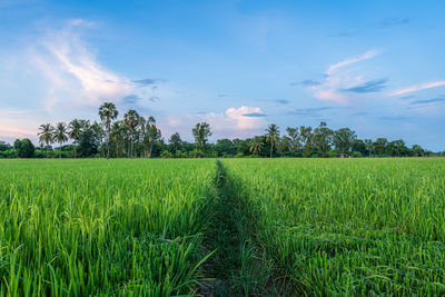 Scenic view of agricultural field against sky