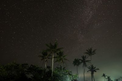 Low angle view of palm trees against star field at night