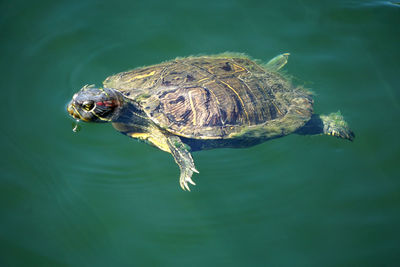 Close-up of turtle swimming in sea