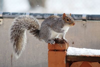 Close-up of squirrel on wood