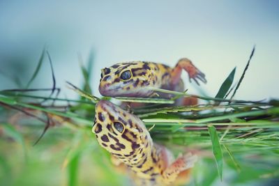 Close-up of gecko on grass and reflection
