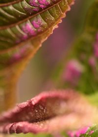 Close-up of pink flower