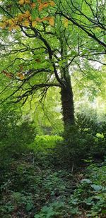 Trees growing in forest