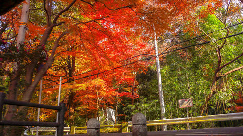 View of trees in park during autumn