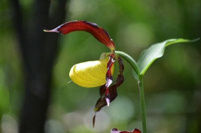 Close-up of butterfly on red flower