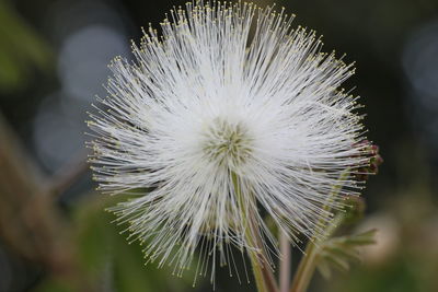 Close-up of dandelion against blurred background