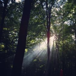 Trees in forest