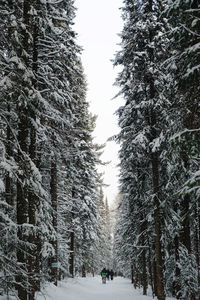 Snow covered road amidst trees in forest against sky