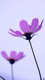 Close-up of pink cosmos flower against white background