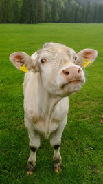 Portrait of sheep on field