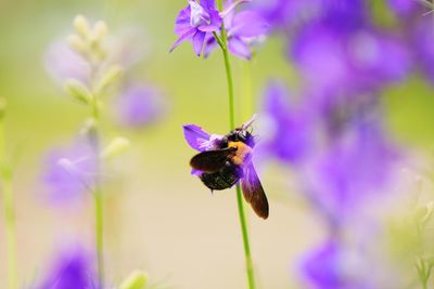 Close-up of bee pollinating on purple flower