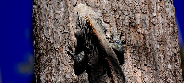 Close-up of bird on tree trunk