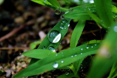 Close-up of water drops on grass