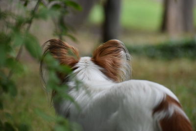 Rear view of dog looking away