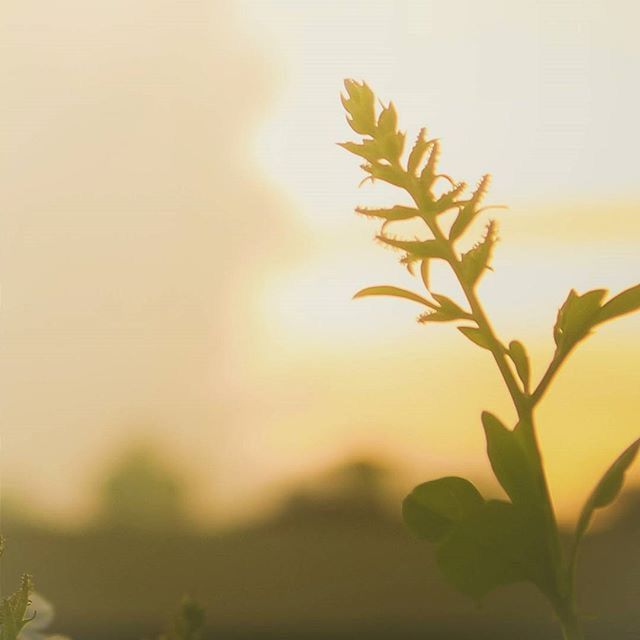 leaf, growth, plant, nature, beauty in nature, focus on foreground, tree, tranquility, green color, sunlight, clear sky, branch, close-up, outdoors, no people, growing, day, sunset, yellow, selective focus