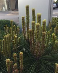 Close-up of cactus plant growing on field