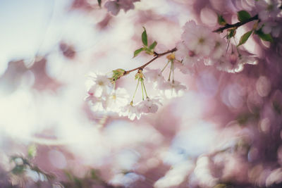 Close-up of pink flowers on tree