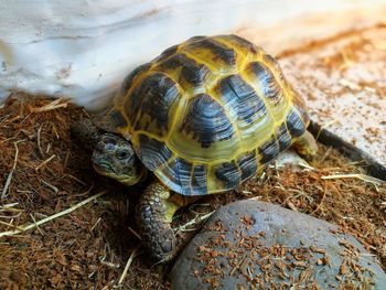 Close-up of turtle on rock