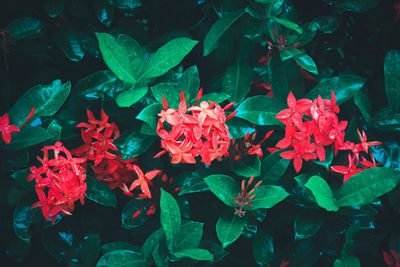 High angle view of red flowering plant