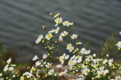 Close-up of insect on white flower