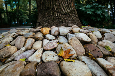 Stack of tree trunk in forest