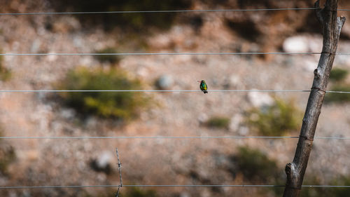 Close-up of hummingbird on a fence