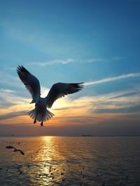 Bird flying over the sea