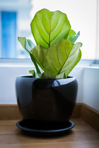 Close-up of potted plant on table at home