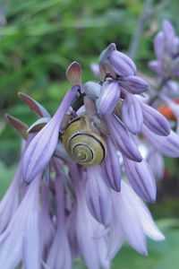 Close-up of honey bee on purple flower