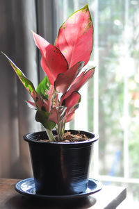 Close-up of potted plant on table