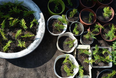 High angle view of potted plants