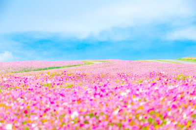 Purple flowering plants on field against sky