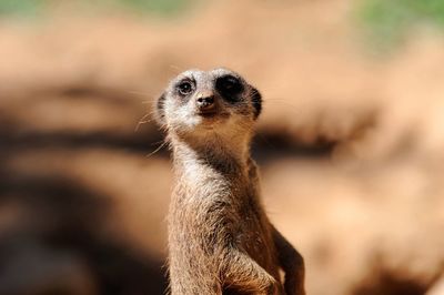 Close-up of meerkat