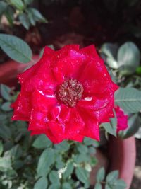 Close-up of pink flower blooming outdoors