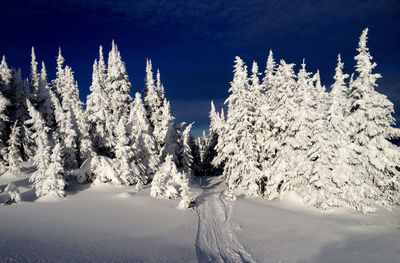 Snow covered trees on landscape against sky