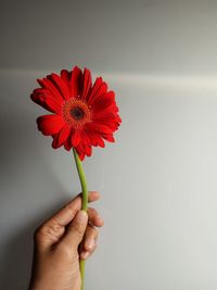 Close-up of woman holding red flower against white background