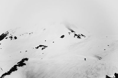Flock of birds in snow