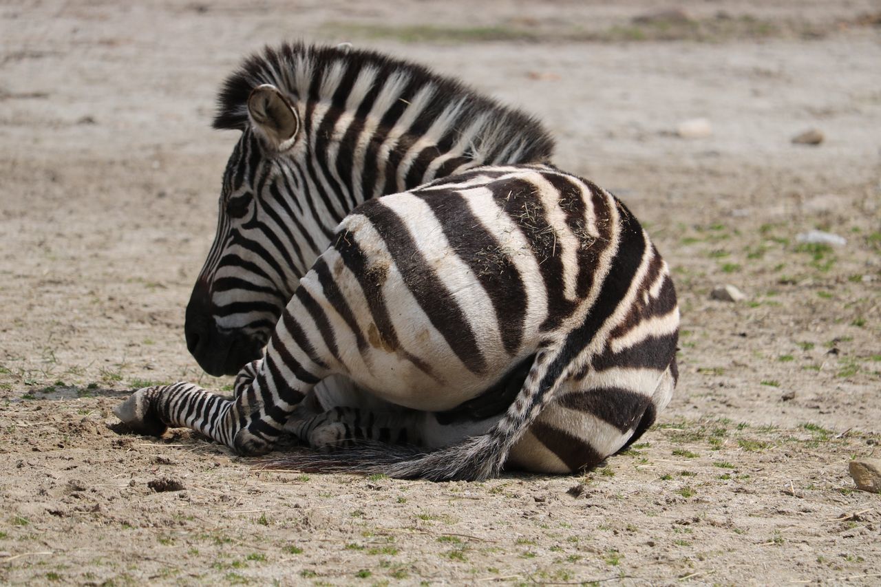 animal themes, animal wildlife, animals in the wild, animal, striped, mammal, zebra, one animal, vertebrate, no people, nature, land, day, field, safari, focus on foreground, natural pattern, outdoors, herbivorous