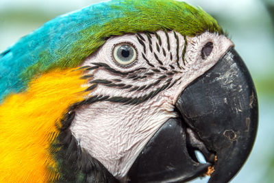 Profile view of gold and blue macaw