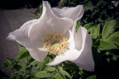 Close-up of white flowering plant