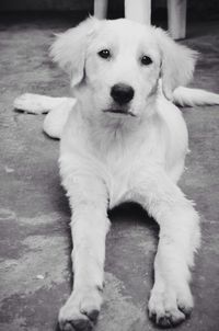 Close-up portrait of puppy sitting outdoors