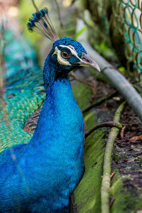 The exotic male peacock with his stunning feather	

