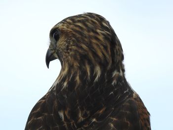 Close-up of a bird against clear sky